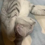 元田辺の画像