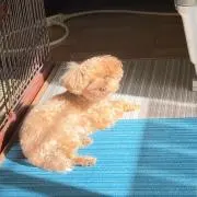 茶々丸の画像