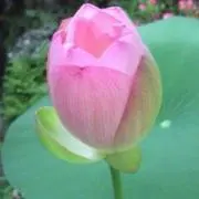 ユーこの画像