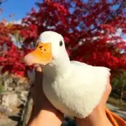 アフラックの回し者の画像