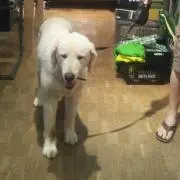 ミミ