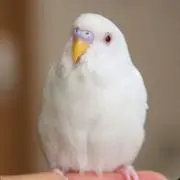小鳥の画像