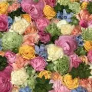 Mellowの画像