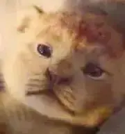 パンの画像