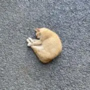 Pom