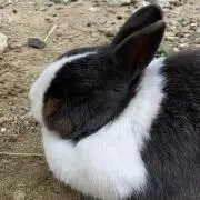 ぺんろん