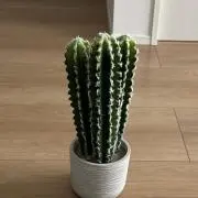 ®Mの画像