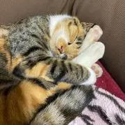たかP