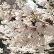 pon*