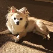 コタママの画像
