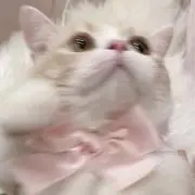 ( ̳- ·̫ - ̳ˆ )◞❤︎の画像