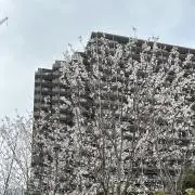 haruの画像