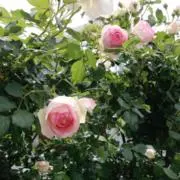 Lace flowerの画像