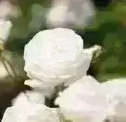 Sn0w 必ずプロフィールを確認下さいの画像