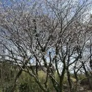まむの画像