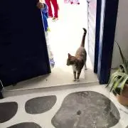 こりすの画像
