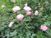 BLOOM51の画像