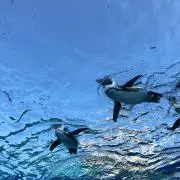 ながしーの画像