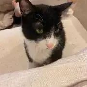 ささの画像