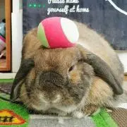 ぐでたまこ