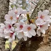 Minaの画像