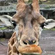 しーちゃんの画像