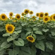 ブルーレーベル ノベルティ ぬいぐるみ 非売品 【1体】 - メルカリ