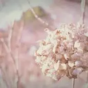 リナ☆