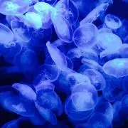 annonta