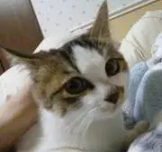 ジッチャンジッチャンの画像