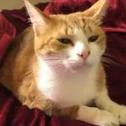 みにの画像