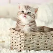 めいの画像