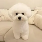 いぬ