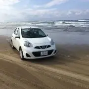 トカの画像