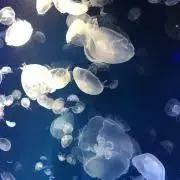 あんこの画像