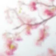 チナチャン
