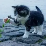 nekoの画像
