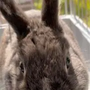 ayの画像