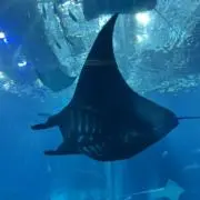 Hikiniの画像