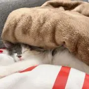 aaaaaの画像