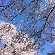 はなこの画像