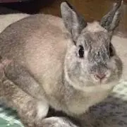 ふぇりーさの画像