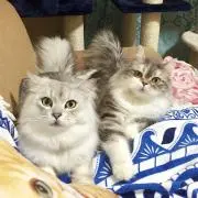 さくら