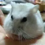つかさの画像