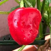 パプリカレッドの画像