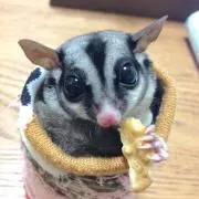 MooMooの画像
