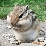 ひつじのみ～/即購入歓迎♪の画像