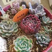 いちこ