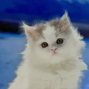 Ruruの画像