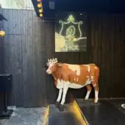 たぬきの画像
